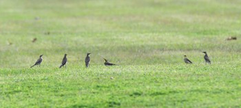 2024年3月5日(火) 石垣島の野鳥観察記録