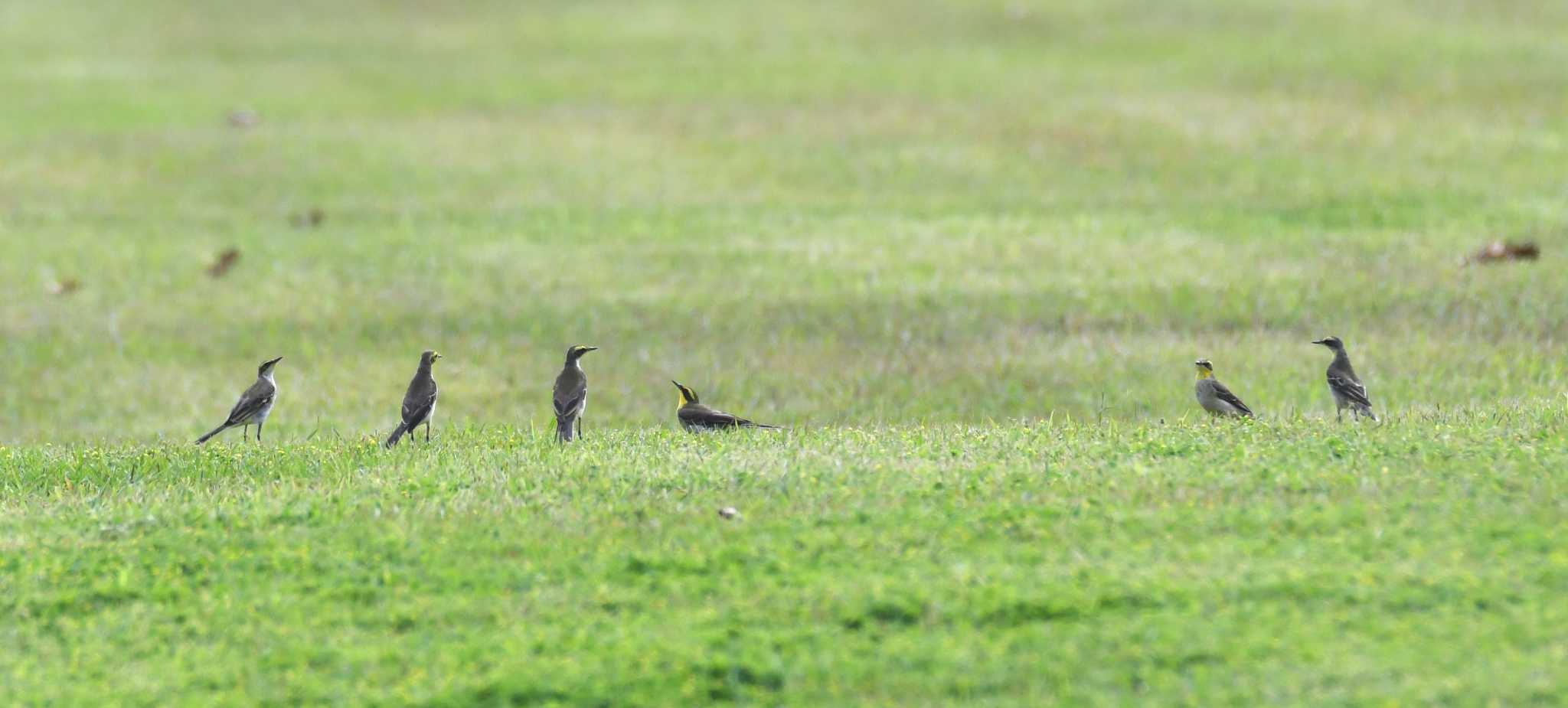 Eastern Yellow Wagtail