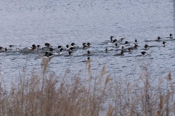 Common Merganser Suwako Lake Fri, 2/23/2024