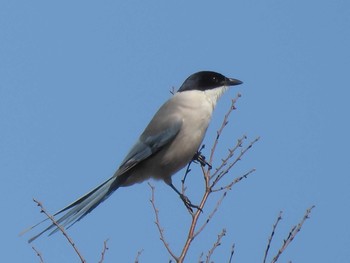 2024年3月3日(日) 水元公園の野鳥観察記録