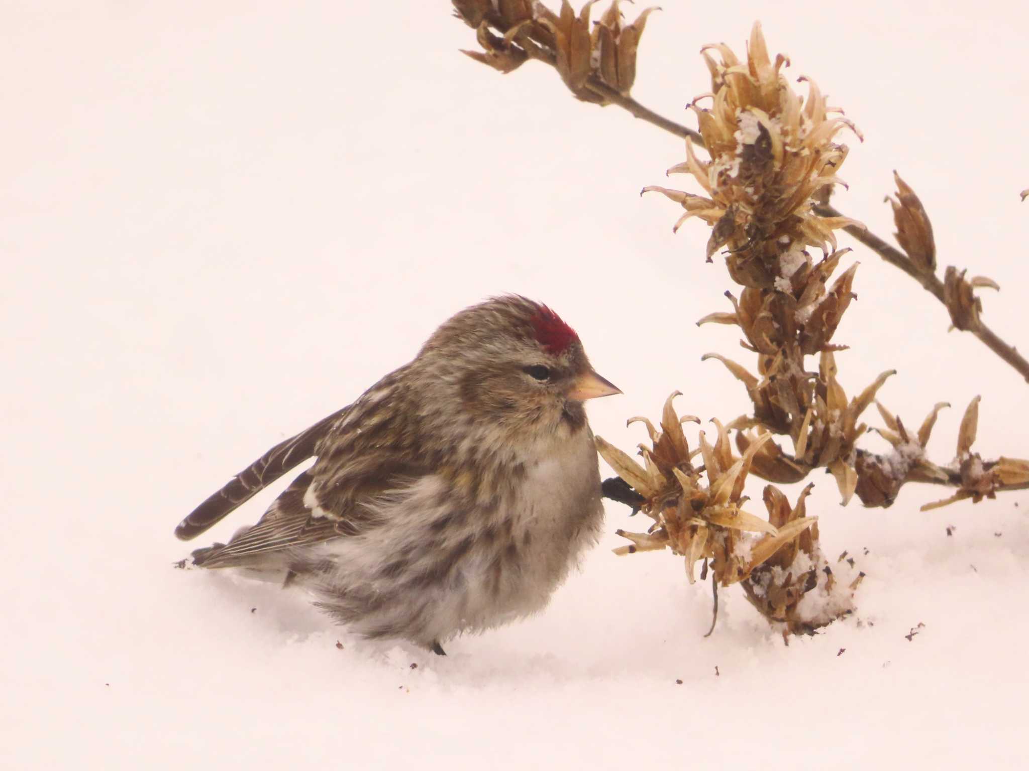 Photo of Common Redpoll at Makomanai Park by ゆ