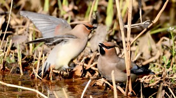 Japanese Waxwing 菊川運動公園 Sun, 3/3/2024