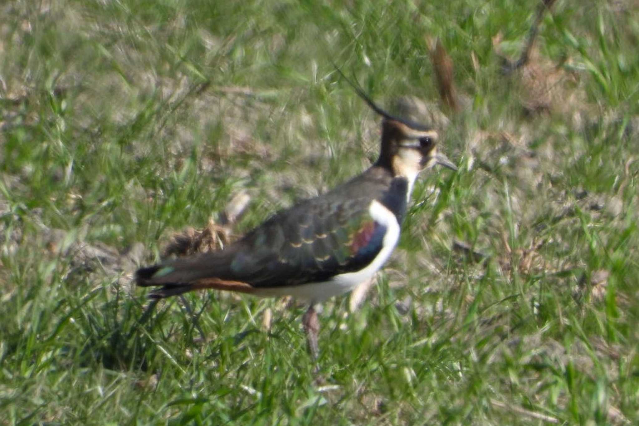 Photo of Northern Lapwing at 岡山笠岡市 by タケ