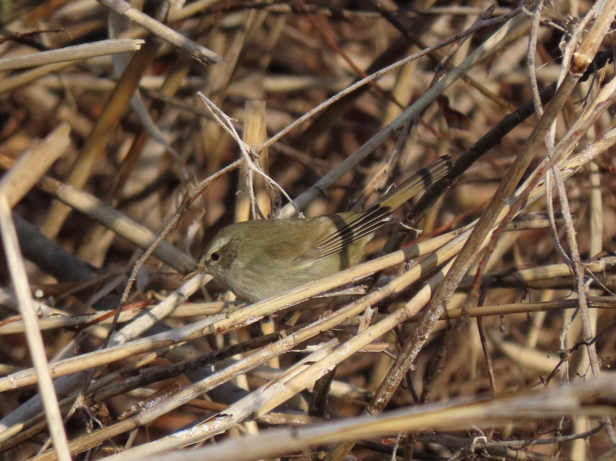 Japanese Bush Warbler