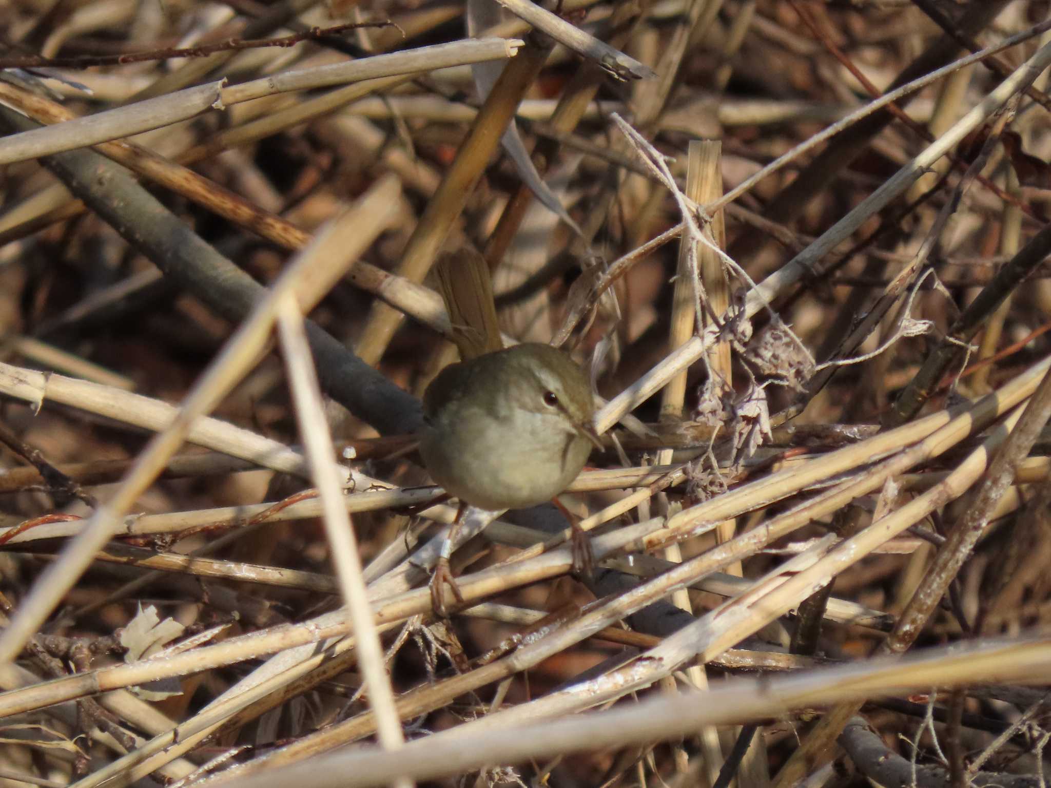 Japanese Bush Warbler