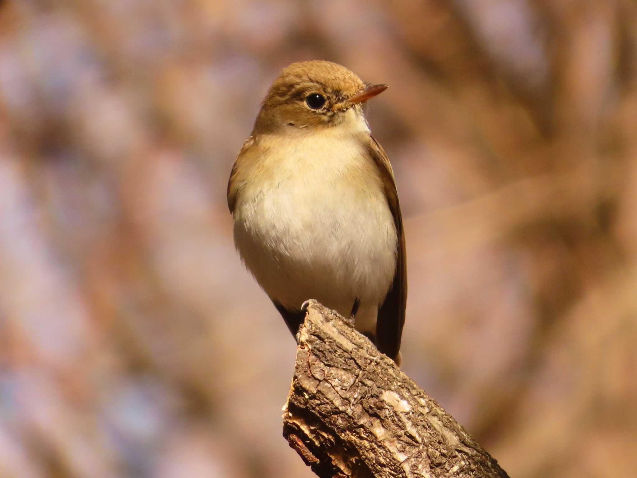 Red-breasted Flycatcher