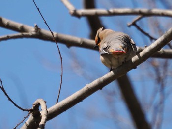 Japanese Waxwing Akigase Park Sat, 3/2/2024