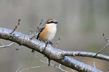 モズ 馬見丘陵公園 2024年3月2日(土)