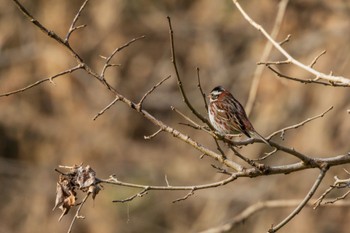 Rustic Bunting Kitamoto Nature Observation Park Thu, 2/29/2024