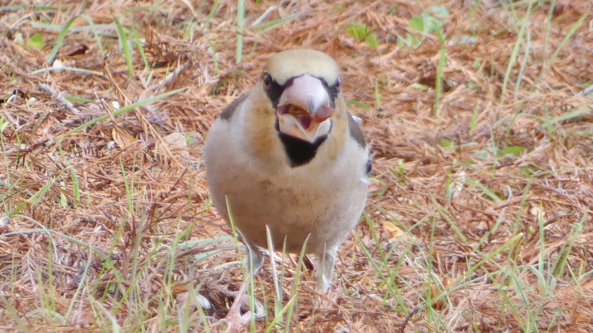 シメ