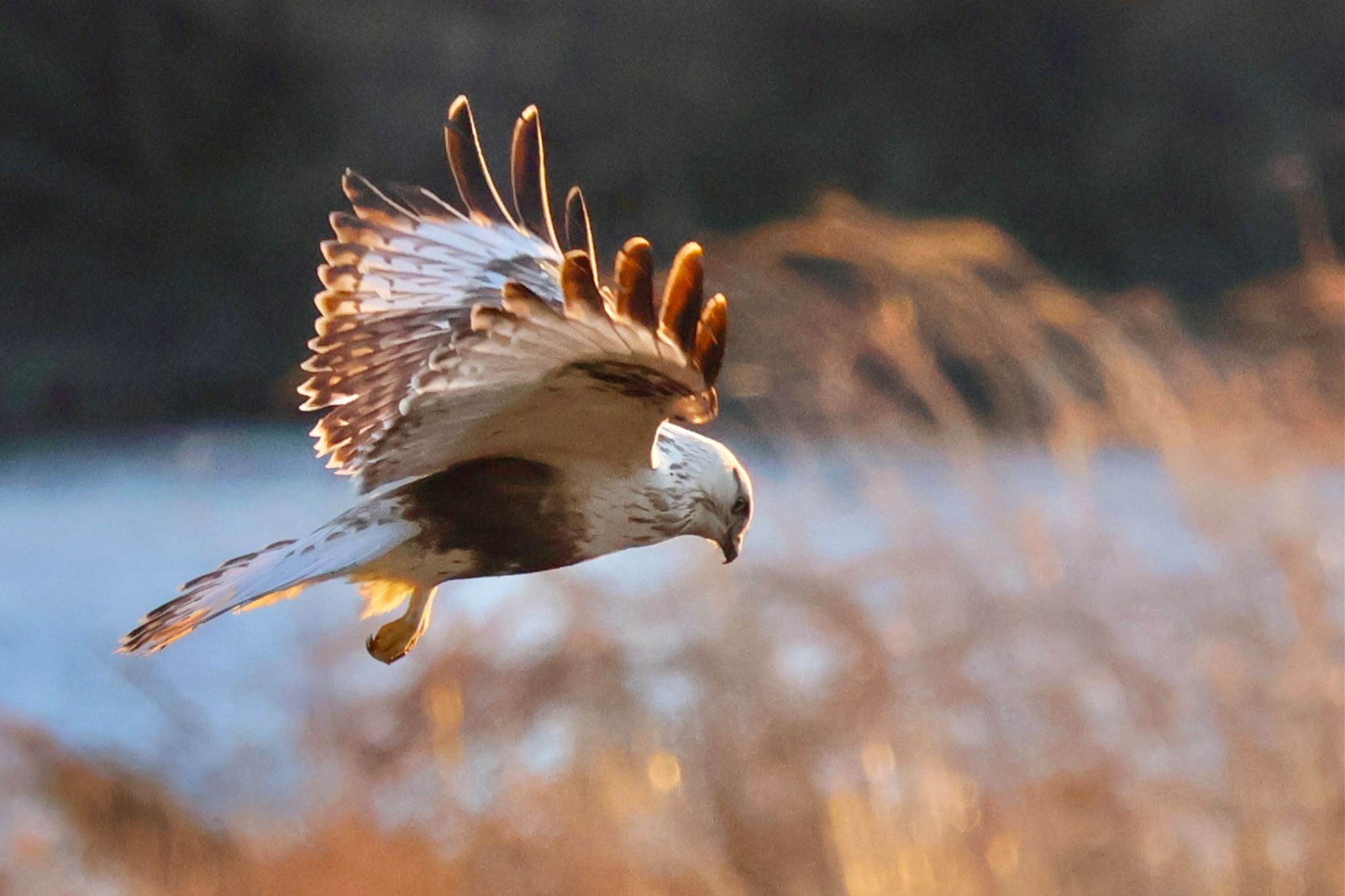 Rough-legged Buzzard