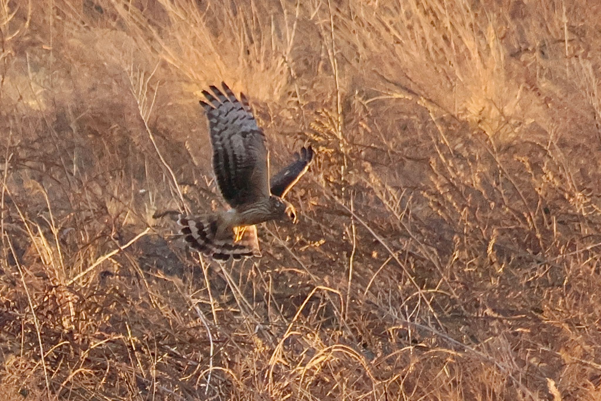 Hen Harrier