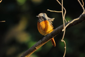 Daurian Redstart 国営木曽三川公園138タワーパーク Sun, 3/3/2024