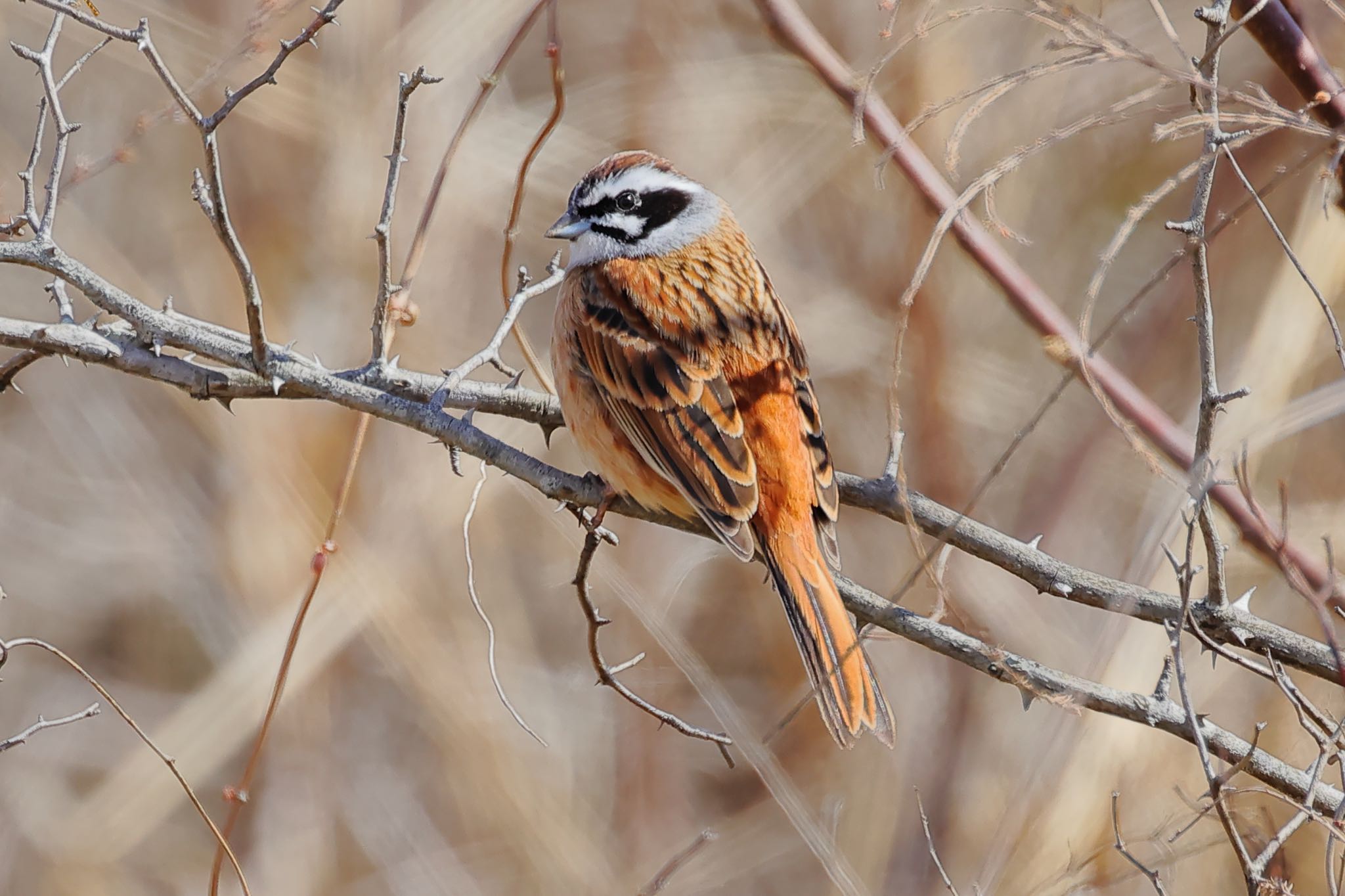 Photo of Meadow Bunting at 国営木曽三川公園  by トシさん