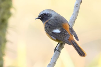 Daurian Redstart 国営木曽三川公園138タワーパーク Sun, 3/3/2024