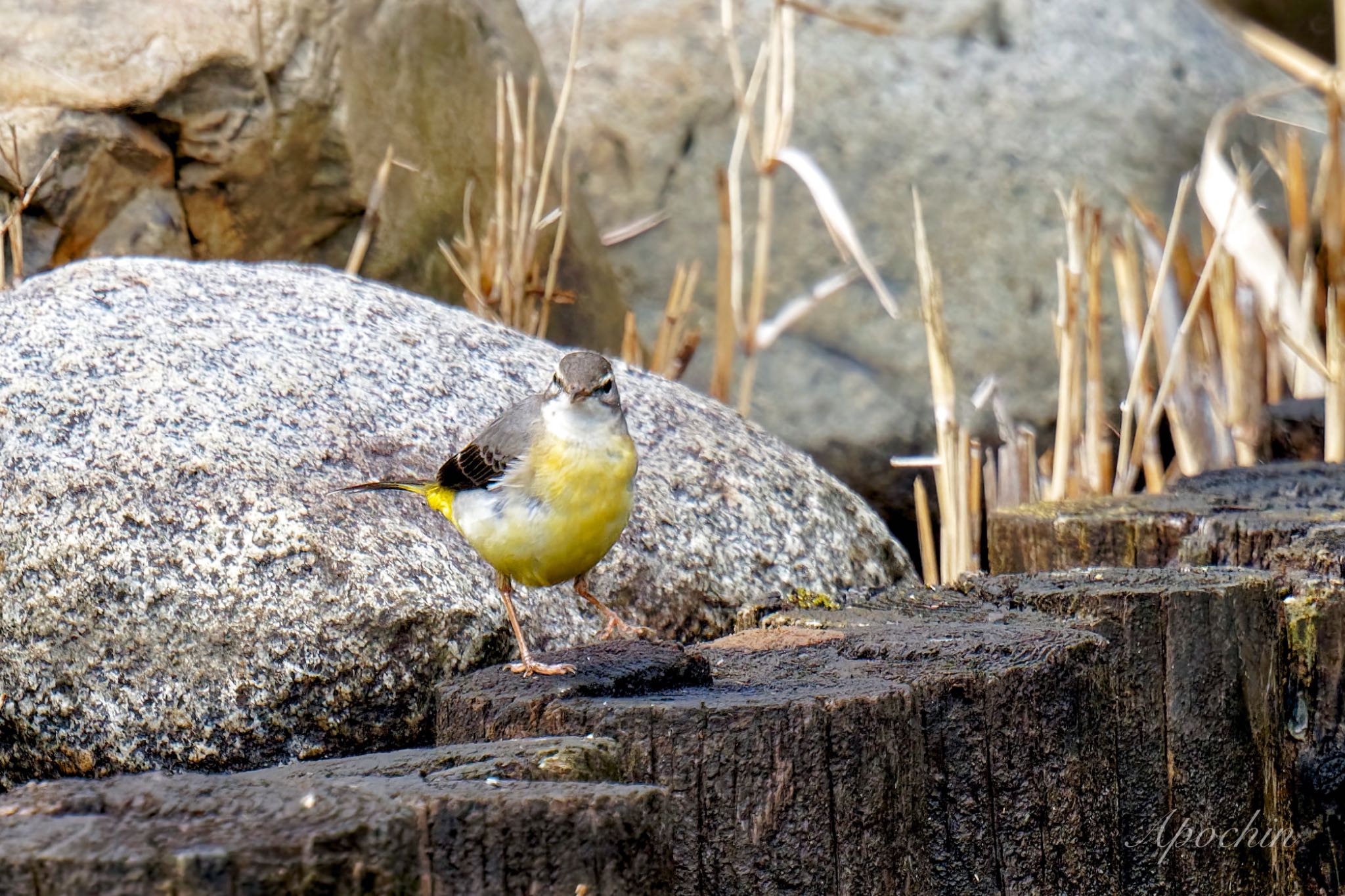 Photo of Grey Wagtail at Shinjuku Gyoen National Garden by アポちん