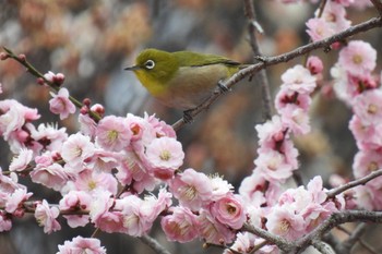 メジロ 航空公園 2023年3月6日(月)