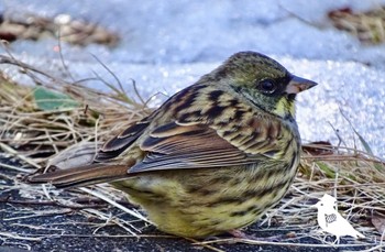 Masked Bunting Kitamoto Nature Observation Park Sat, 2/10/2024