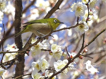 Warbling White-eye Kitamoto Nature Observation Park Sat, 2/10/2024