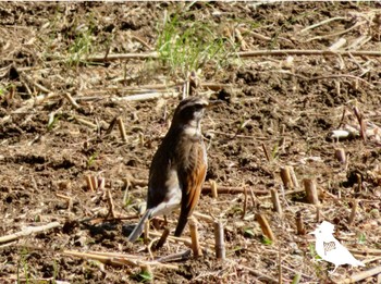 Dusky Thrush Kitamoto Nature Observation Park Sat, 2/10/2024