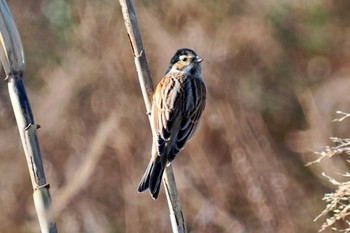 Common Reed Bunting 荒川・砂町水辺公園(東京都江東区) Sun, 3/3/2024