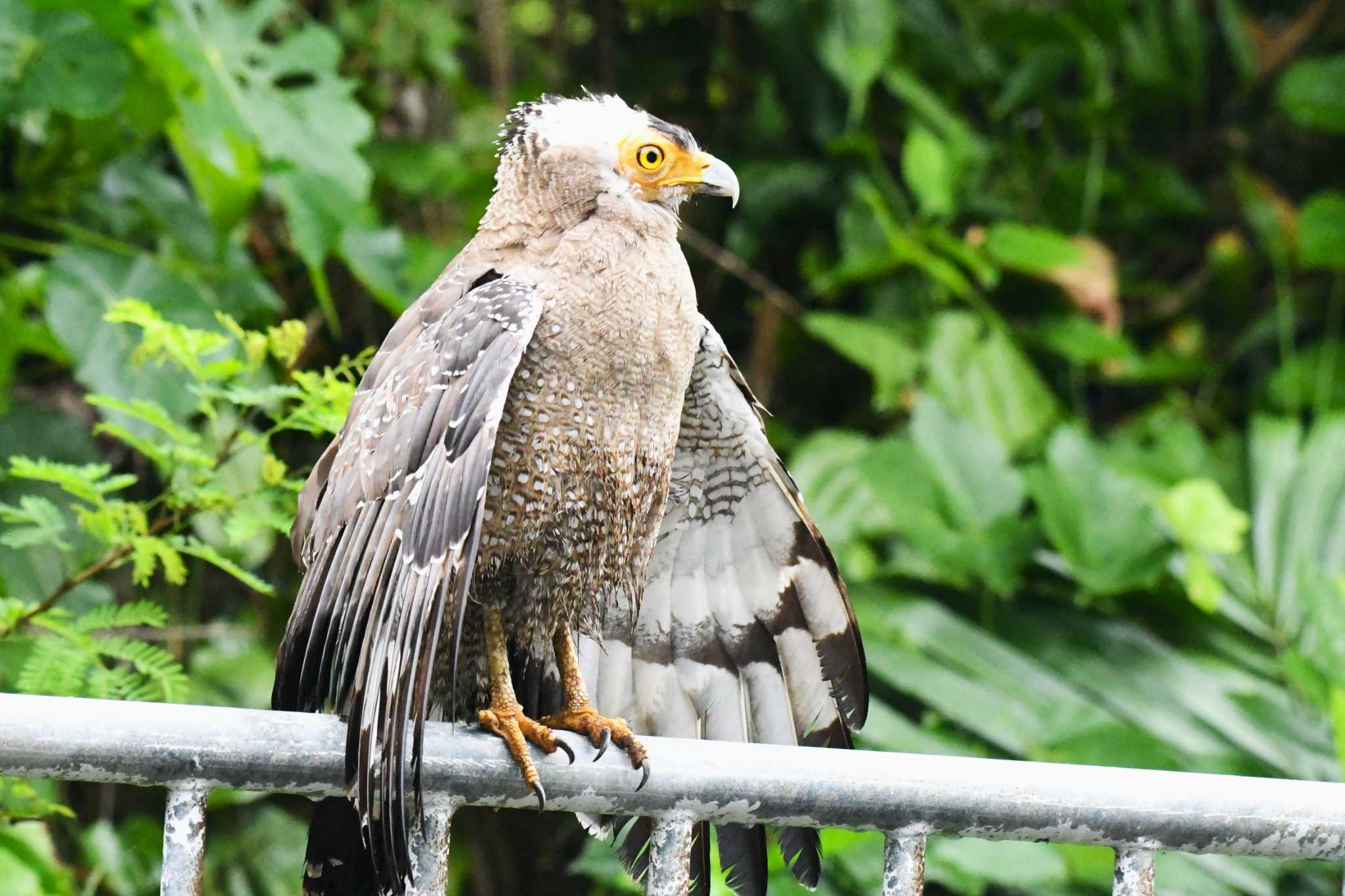 Photo of Crested Serpent Eagle at Ishigaki Island by 岸岡智也