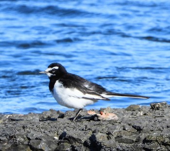 Japanese Wagtail Unknown Spots Thu, 2/1/2024