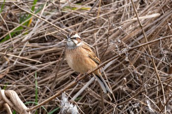 Meadow Bunting 桜山 Tue, 3/5/2024