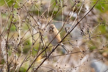 Siberian Long-tailed Rosefinch 桜山 Tue, 3/5/2024