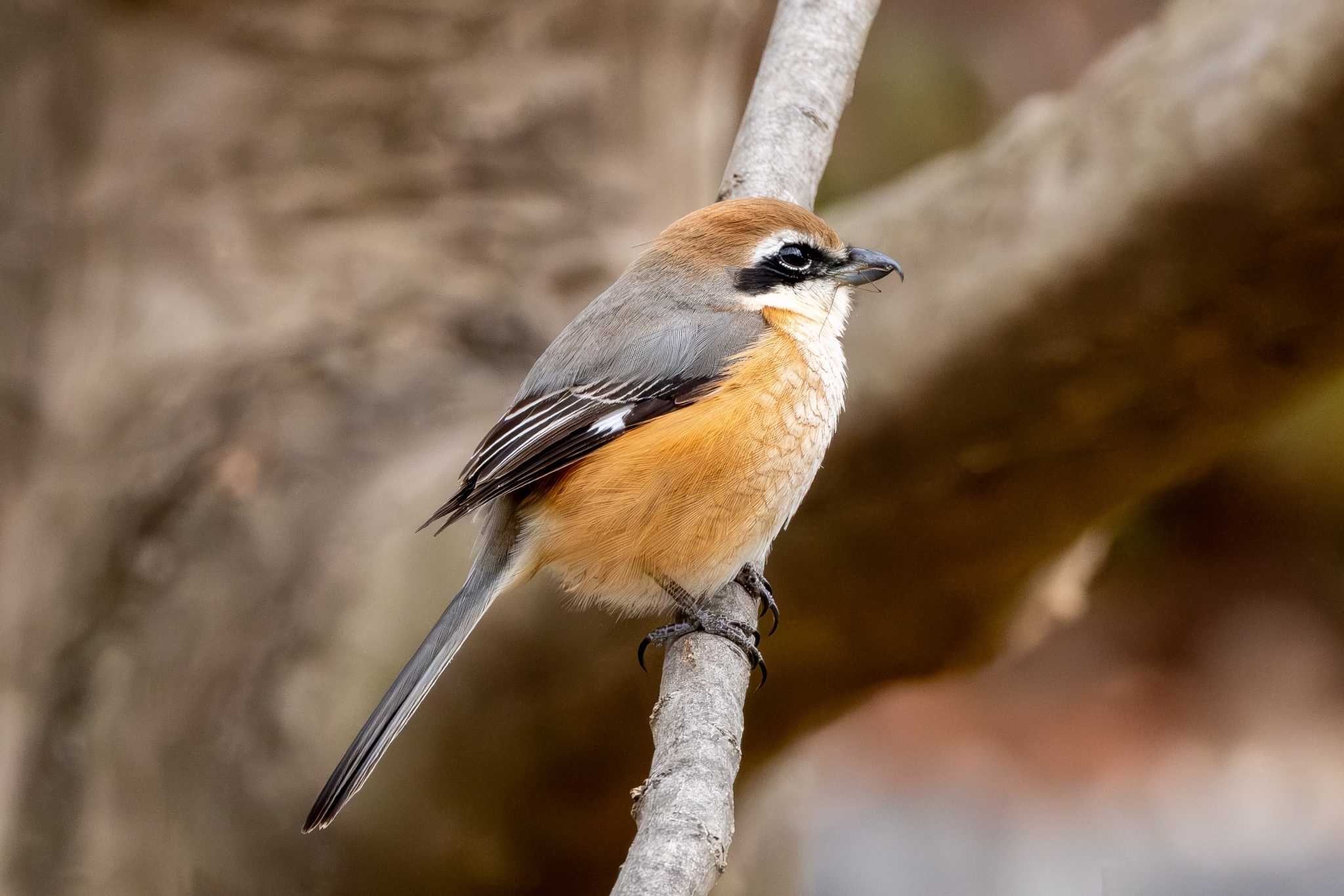 Bull-headed Shrike