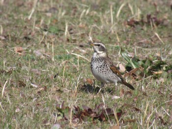 Dusky Thrush Showa Kinen Park Sun, 3/3/2024