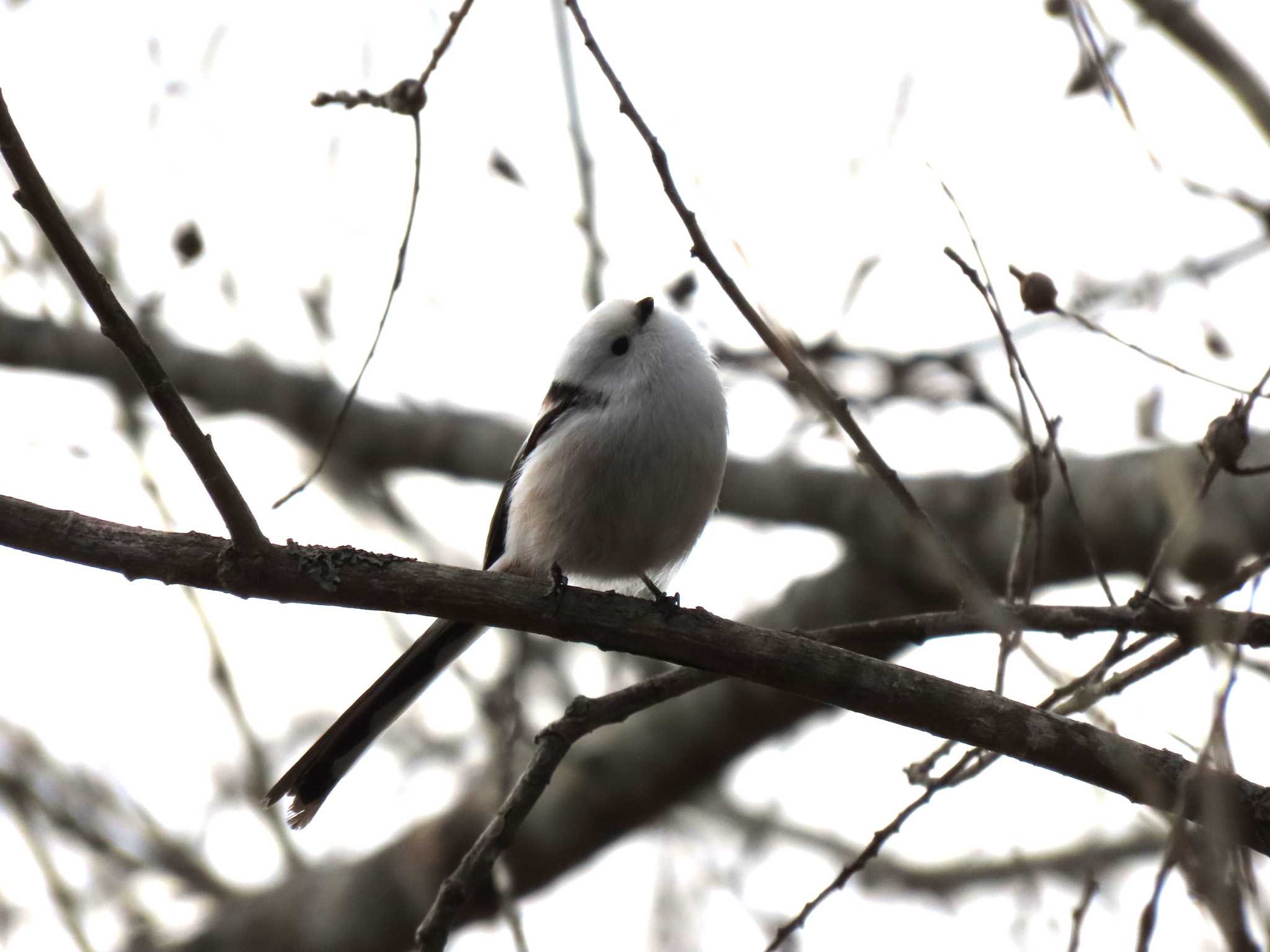 Long-tailed tit(japonicus)