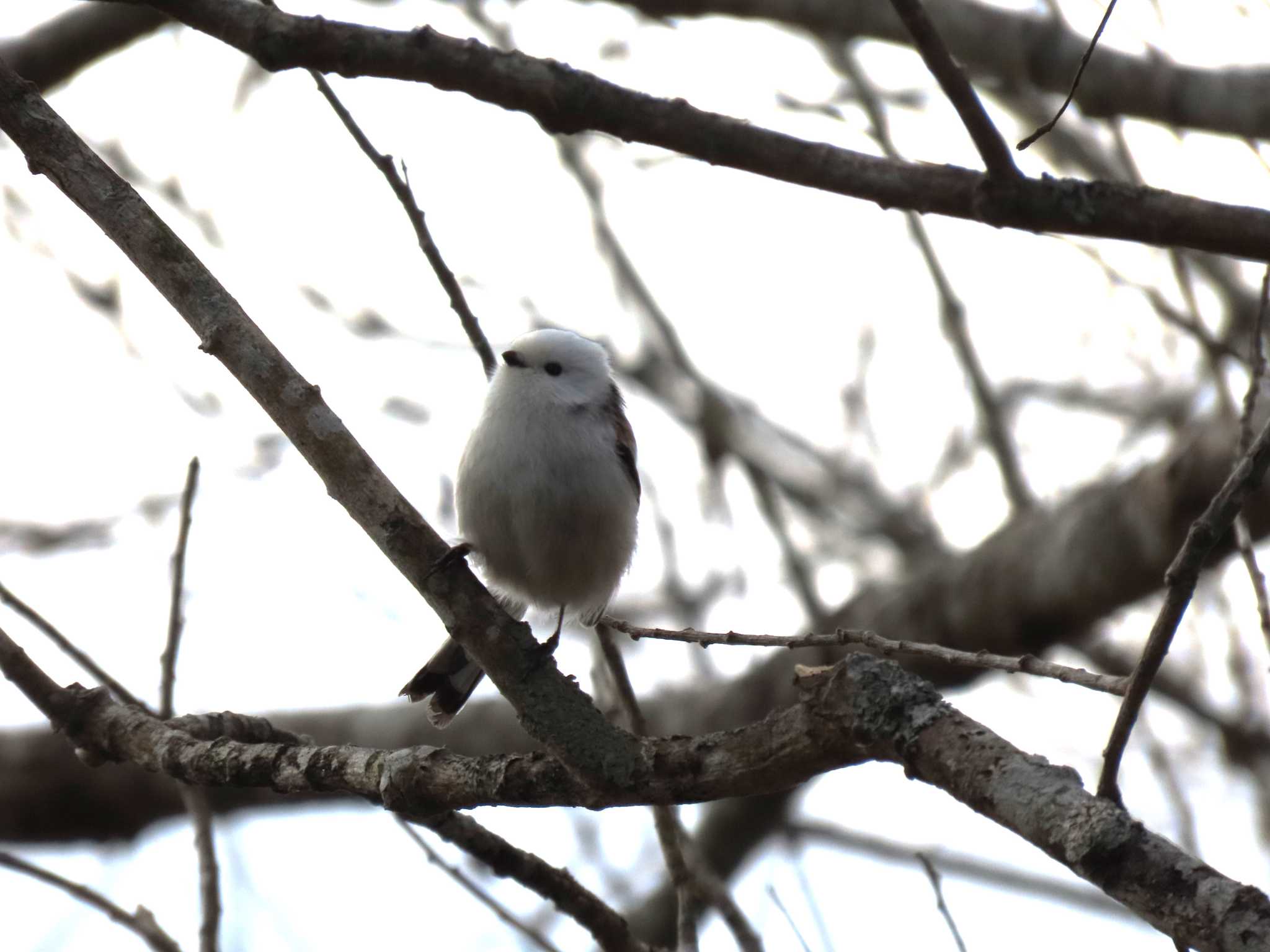 Long-tailed tit(japonicus)