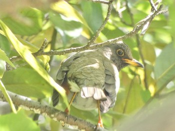 2023年4月22日(土) 信貴山の野鳥観察記録