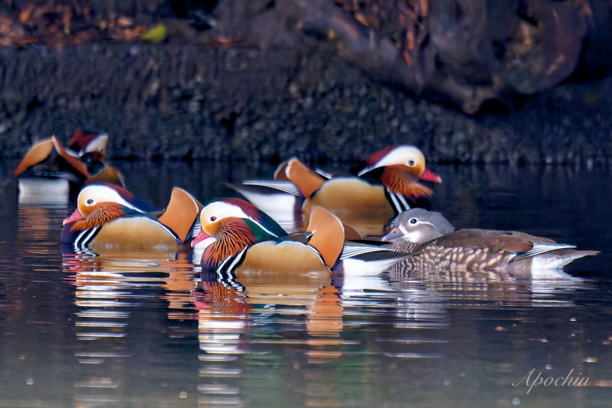 Mandarin Duck