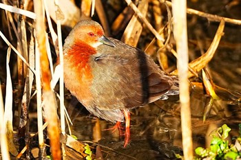 Ruddy-breasted Crake 大根川 Sat, 3/2/2024