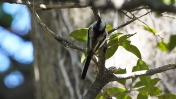 エナガ 浜離宮恩賜庭園 2024年3月3日(日)