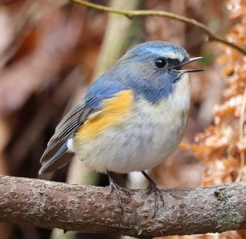 Red-flanked Bluetail 三木総合防災公園 Mon, 2/26/2024