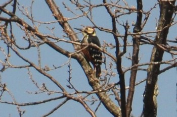 White-backed Woodpecker 南阿蘇ビジターセンター Mon, 3/21/2016