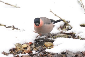 Eurasian Bullfinch(rosacea) Senjogahara Marshland Fri, 2/23/2024