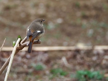 ジョウビタキ 明治神宮 2024年3月5日(火)