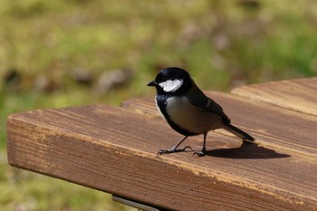 シジュウカラ ロクハ公園(滋賀県草津市) 2024年3月2日(土)