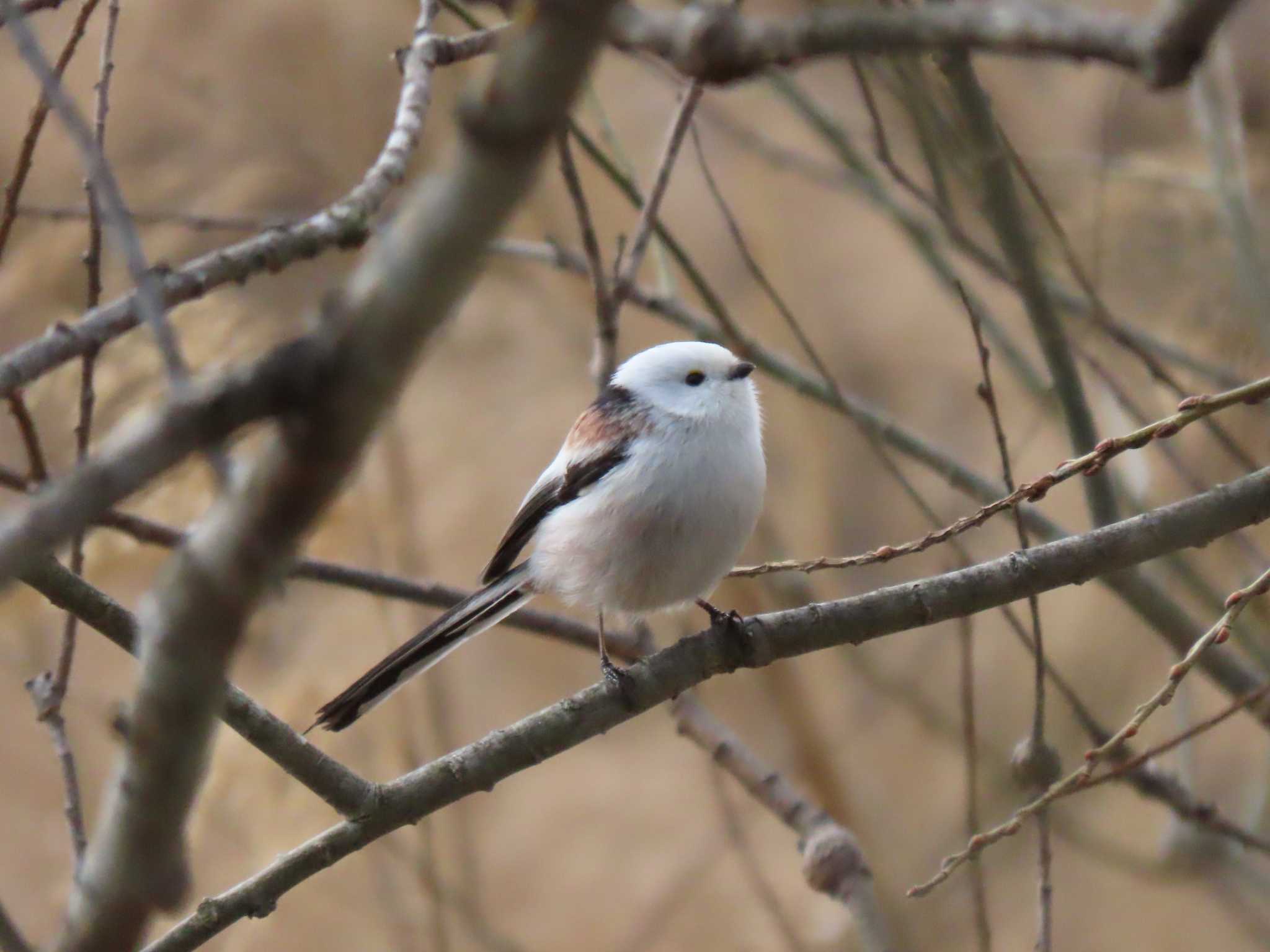 Long-tailed tit(japonicus)