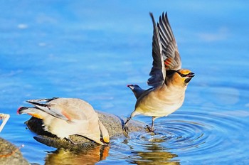 Japanese Waxwing 大室公園 Sun, 3/3/2024