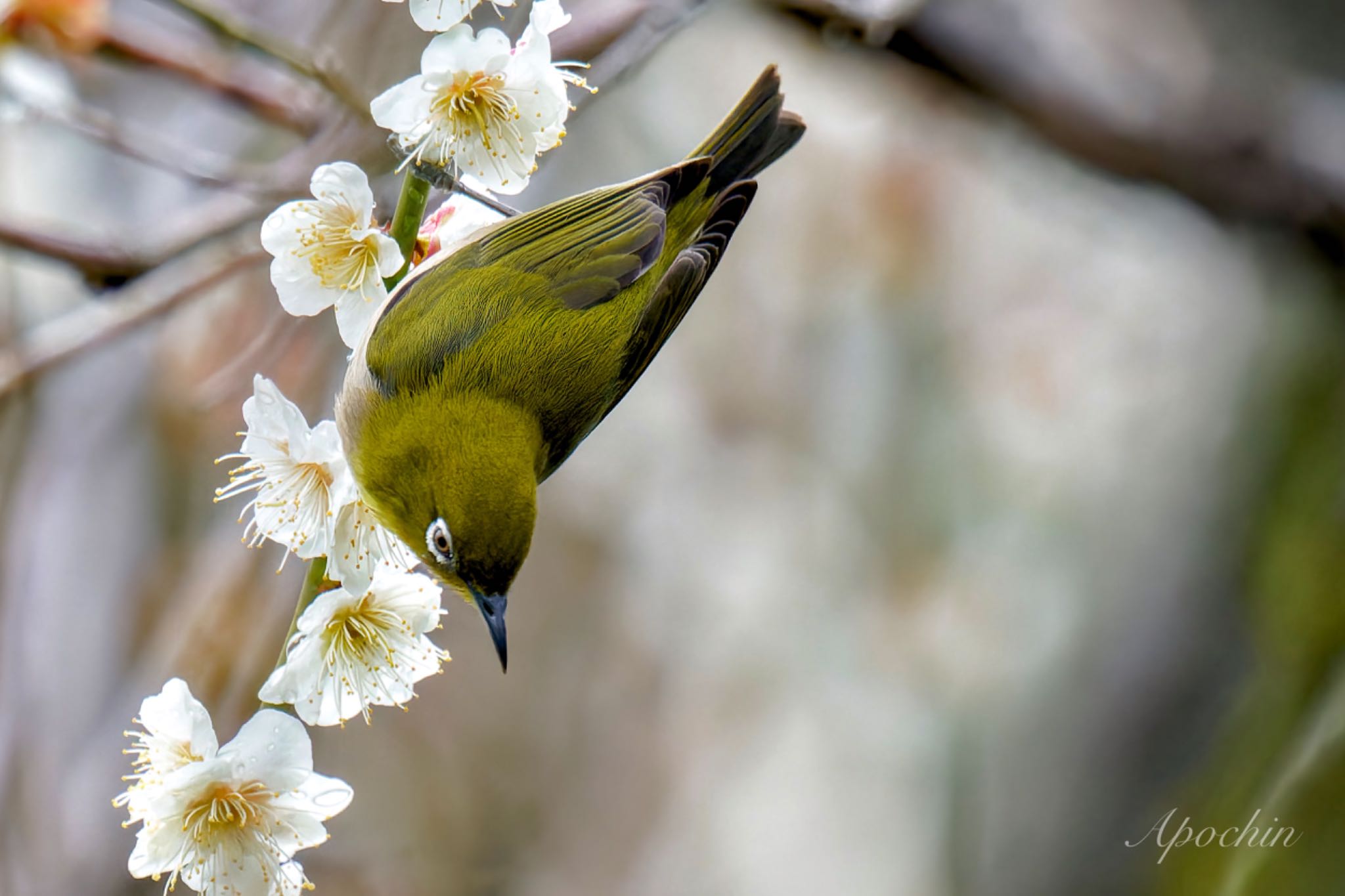 Warbling White-eye