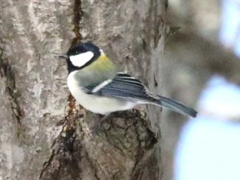 シジュウカラ 野幌森林公園 2024年3月6日(水)