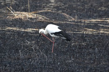 コウノトリ 渡良瀬遊水地 2024年3月5日(火)