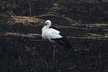 コウノトリ 渡良瀬遊水地 2024年3月5日(火)