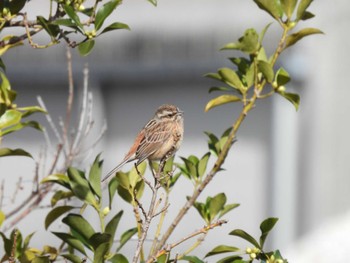 Meadow Bunting 鳥羽市 Sun, 3/3/2024