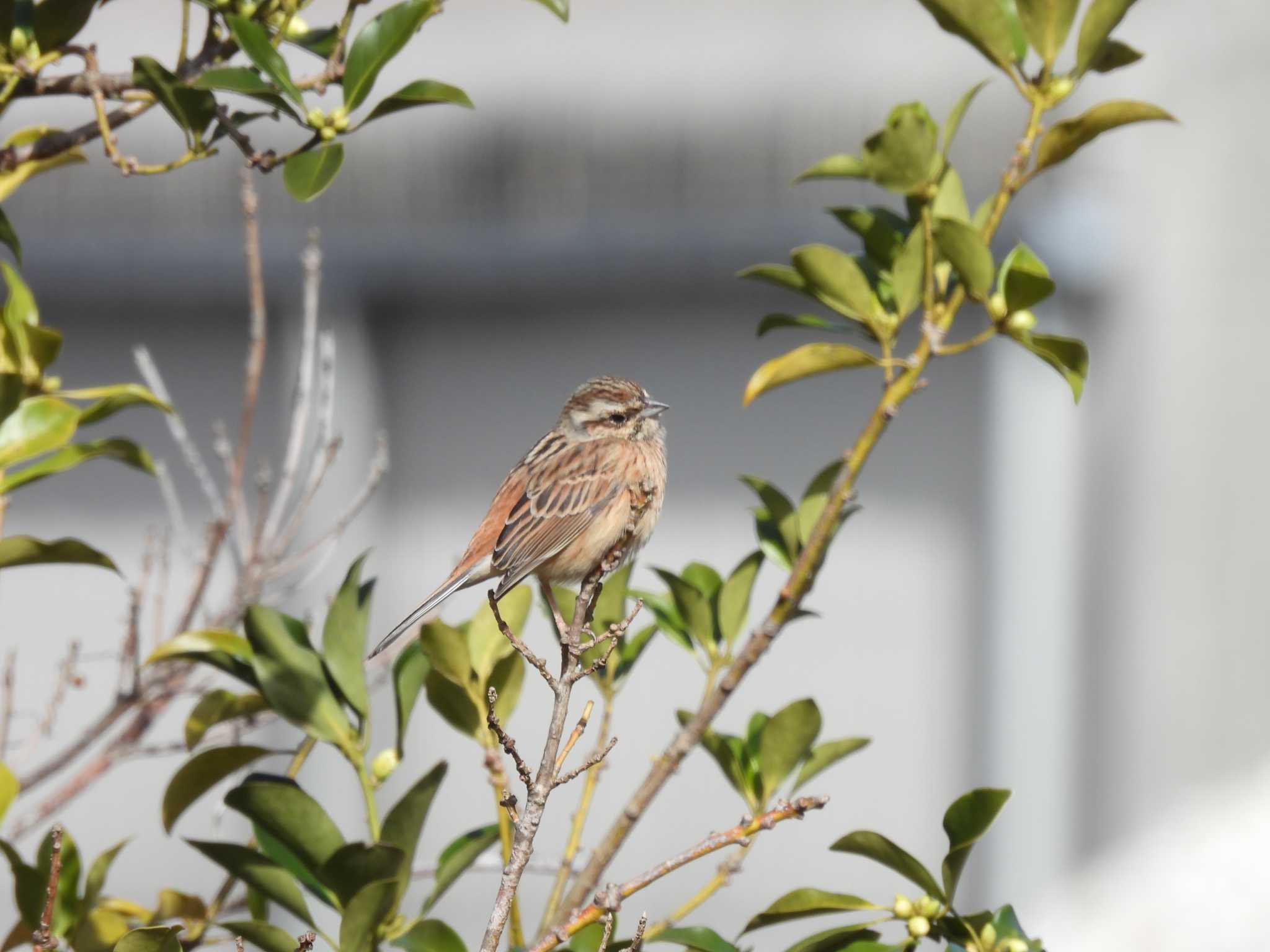 Meadow Bunting